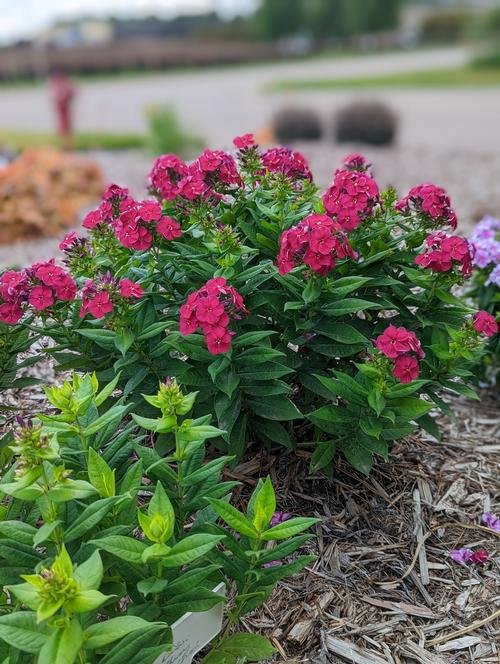 Bambini® Cherry Crush Garden Phlox — Nursery Wholesalers Inc.